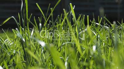 A dolly shot of fresh grass as a close-up with shallow depth of field