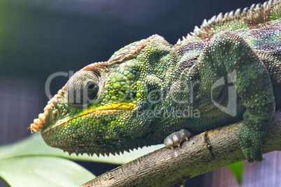 Close-up of a Panther Chameleon, Furcifer Pardalis. Chester zoo, United Kingdom. Close-up of a Panther Chameleon, Furcifer Pardalis. Chester zoo, United Kingdom.