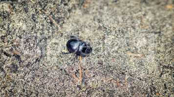 Blue metallic earth boring dung beetle
