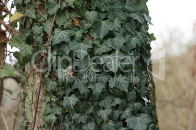 Hedera helix - Green ivy weaves a tree trunk