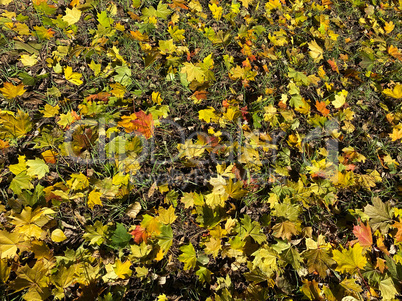 yellow maple leafs carpet at autumn dry sunny day
