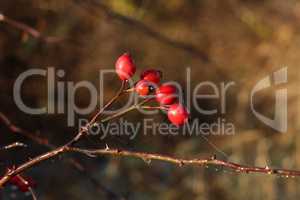 Rosehip fruits in autumn on a blurred background