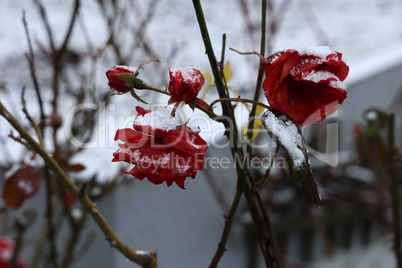 Red roses in the snow in the frost