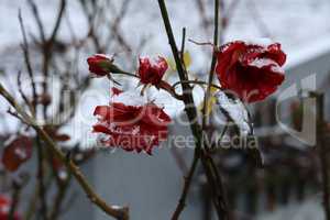 Red roses in the snow in the frost