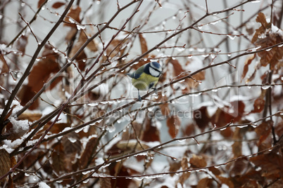 Tit sits on tree branches in winter