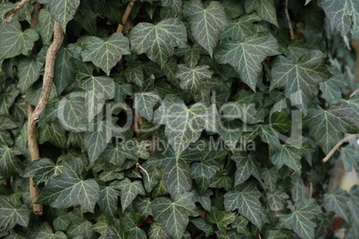 Hedera helix - Green ivy weaves a tree trunk