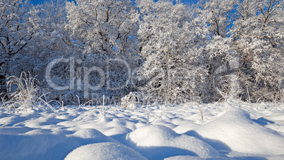 winter landscape