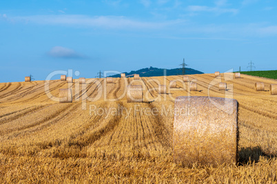 Wheat field after harvest II