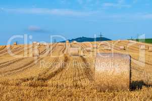 Wheat field after harvest II