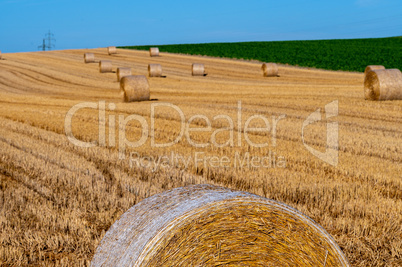 Wheat field after harvest III