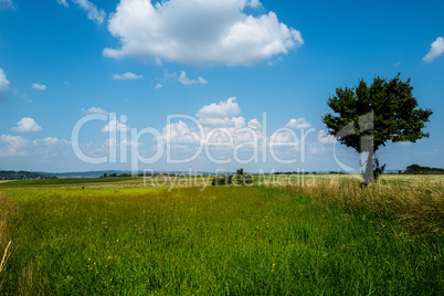 Gree Meadow With Lonesome Tree