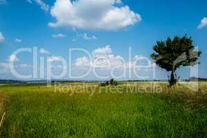 Gree Meadow With Lonesome Tree