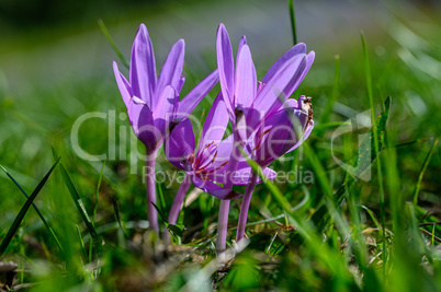 Autumn Crocus - Colchicum autumnale