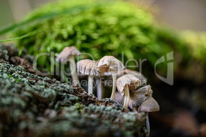 Mushrooms and Moss