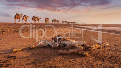 A dead dromedary along the caravan way at sunrise in the Danakil Depression.