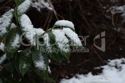 Green leaves of a bush covered with snow