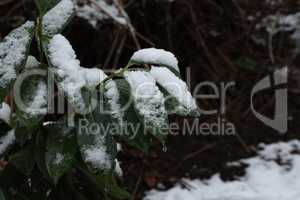 Green leaves of a bush covered with snow