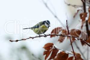 Tit sits on tree branches in winter