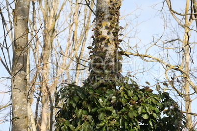 Hedera helix - Green ivy weaves a tree trunk in winter