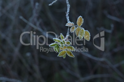 Green branch of wild rose in hoarfrost in winter