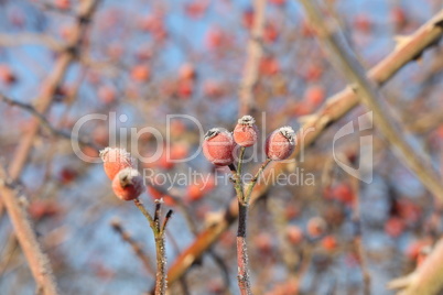 Rosehip berries in winter are covered with frost