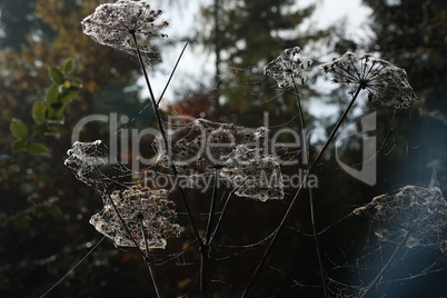 Dill umbrellas in cobwebs and morning dew