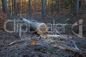 Trunk of a sawn tree in the forest in winter