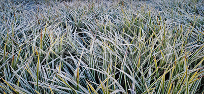 Green grass covered with frost on a frosty morning