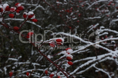 Rosehip branches with red berries covered with snow