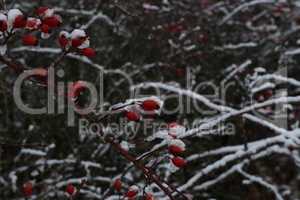 Rosehip branches with red berries covered with snow