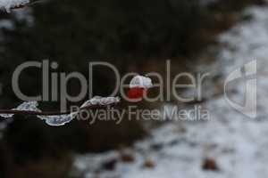 Rosehip branches with red berries covered with snow