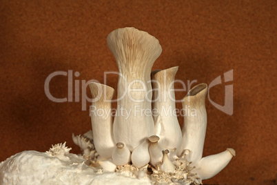 King oyster mushrooms. Grow mushrooms yourself at home.