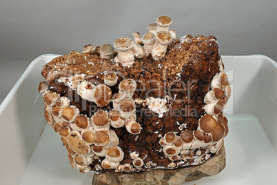 Shiitake mushrooms. Grow mushrooms yourself at home.