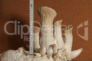 King oyster mushrooms. Grow mushrooms yourself at home.