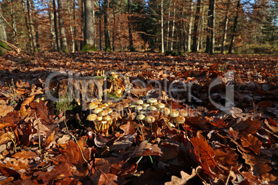 Autumn mushrooms grow in the forest on a stump