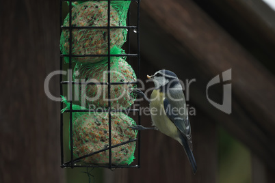 A tit in winter takes out seeds from a feeder