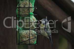 A tit in winter takes out seeds from a feeder