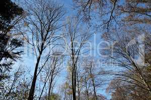Tops of tall trees against the blue sky