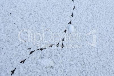 Bird tracks in the winter on fresh snow