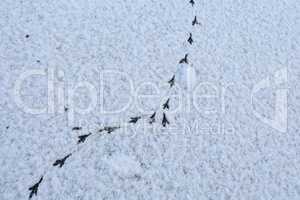 Bird tracks in the winter on fresh snow