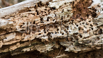 Log with woodworm holes