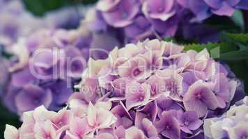 hydrangea flowers