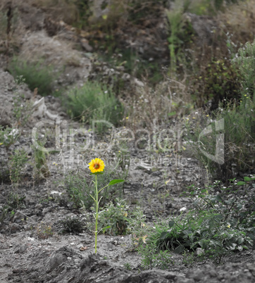 Lonely sunflower