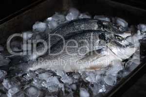 Fresh raw dorado fish on ice