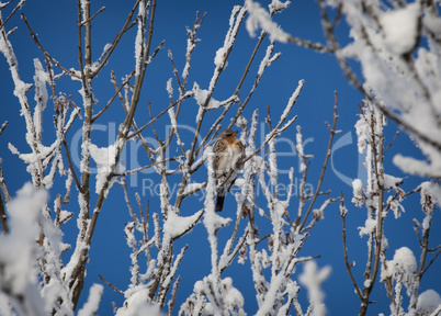 fieldfare