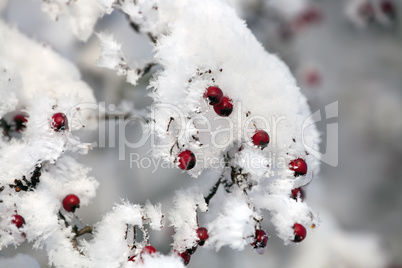 red hawthorn berries