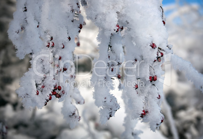 red hawthorn berries