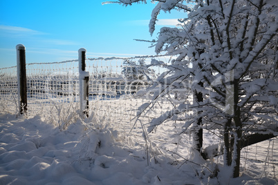 winter landscape