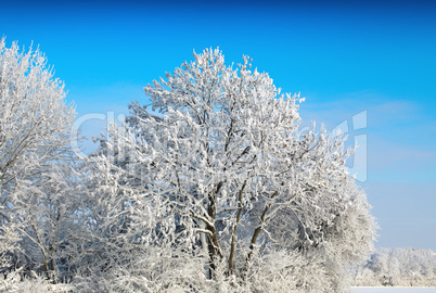 winter trees