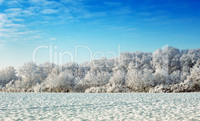 winter trees